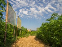 Bildungsparcours im Hanflabyrinth