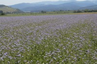 Feld mit eingesäter Zwischenfrucht (Phacelia) rund um die Wasserwerke Hausen und Ebnet