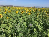 Sonnenblumen als Zwischenfrüchte