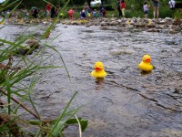 Insgesamt 18.000 gelbe Entchen schwammen um die Wette