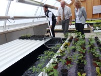 Ein 2012 gefördertes Projekt: Das Aquaponische Gewächshaus kombiniert Pflanzen- und Fischzucht